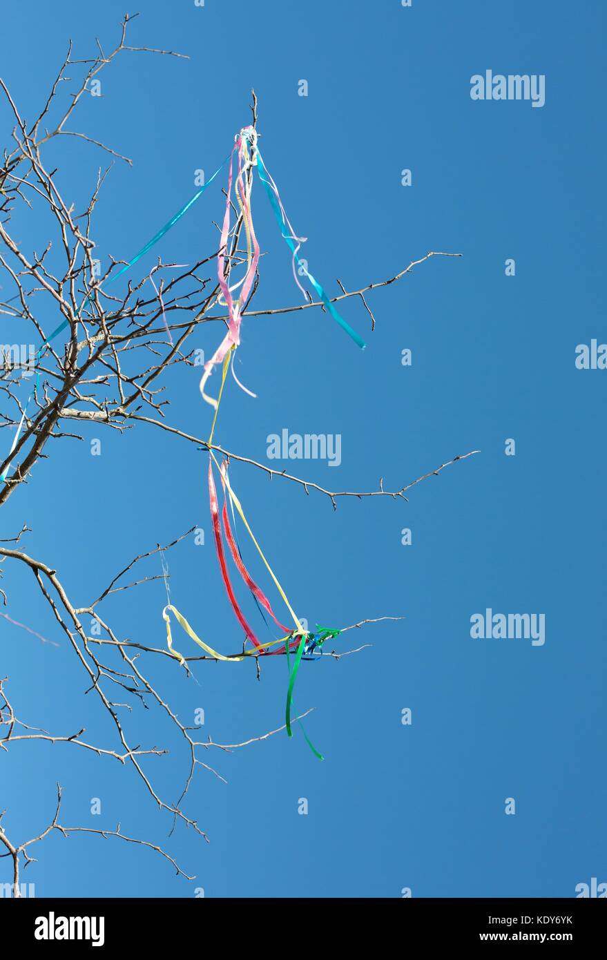Pastel ribbons tangled in bare tree branches Stock Photo - Alamy
