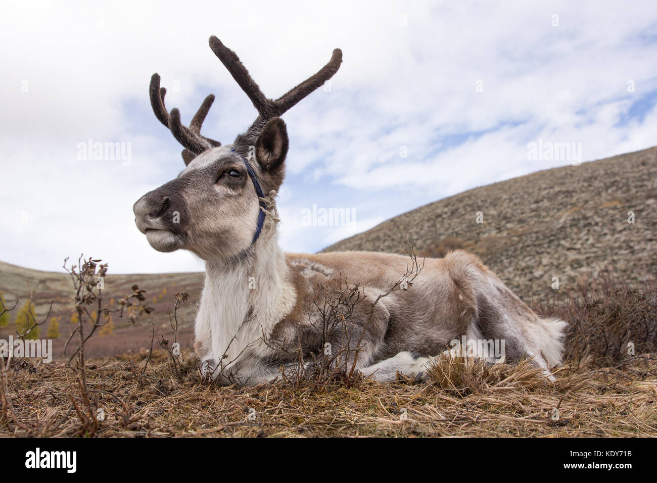Portrait of a young reindeer sleeping on an autumn morning. Khuvsgol,  Mongolia Stock Photo - Alamy