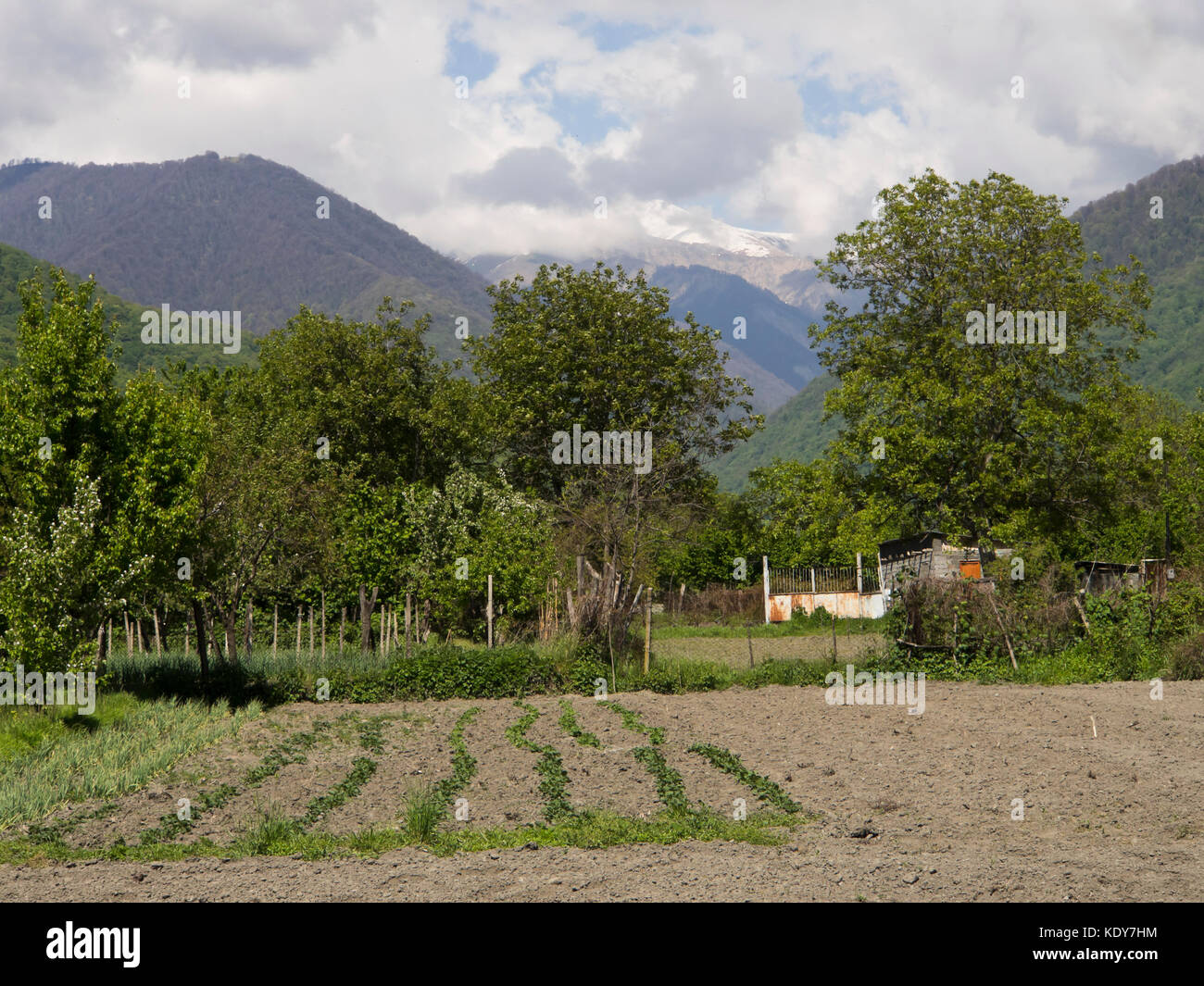 Rural landscape near Baisubani in eastern Georgia, newly planted fields in the springtime and view towards the High Caucasus mountains Stock Photo
