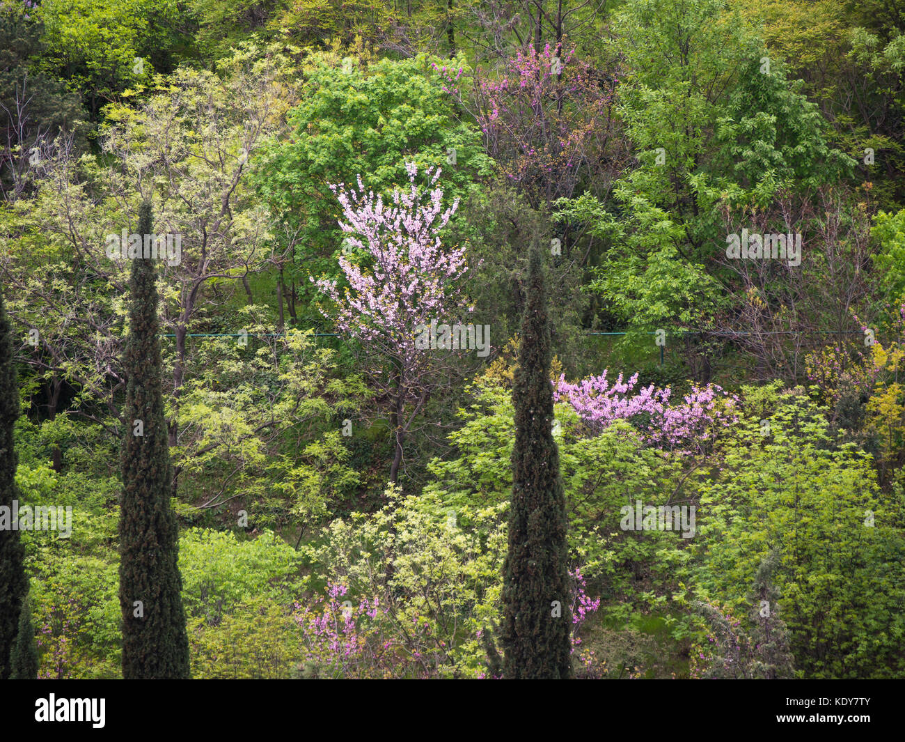 High angle view of the Botanical garden in Tbilisi Georgia, springtime greens speckled with flowering trees Stock Photo