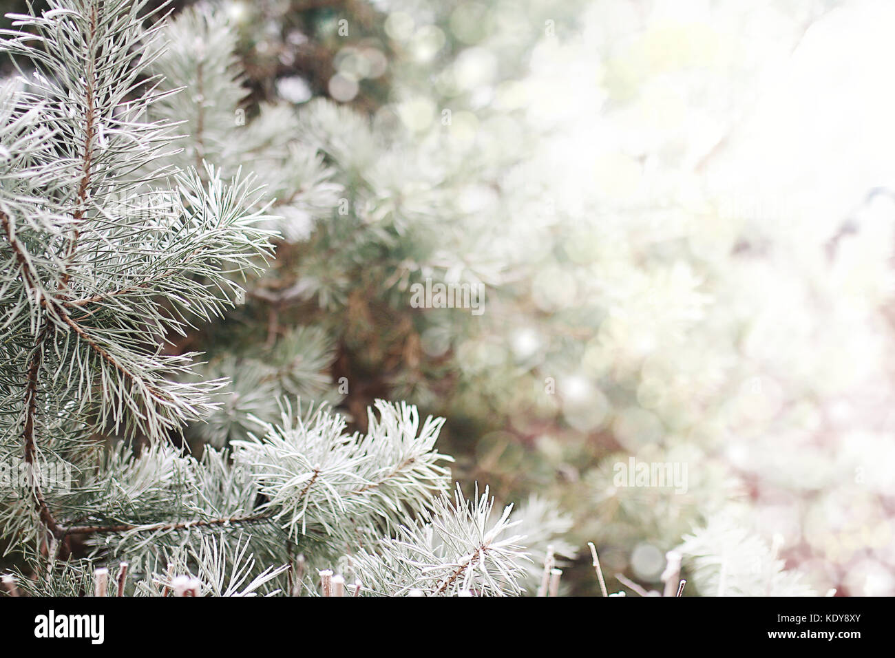 Snowcovered fir tree Stock Photo Alamy