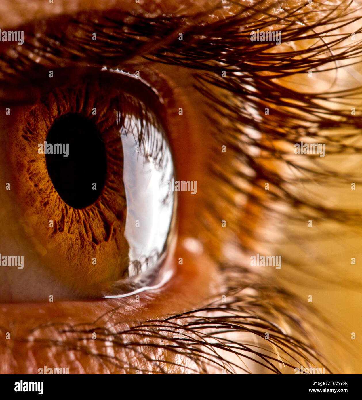 Macro photography of an eye. Close-up of the pupil with long eyelashes. Stock Photo