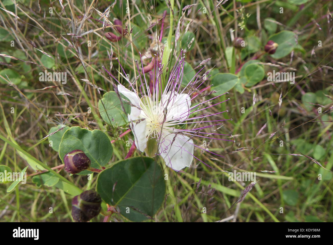 Caper capparis spinosa plant and flower Stock Photo