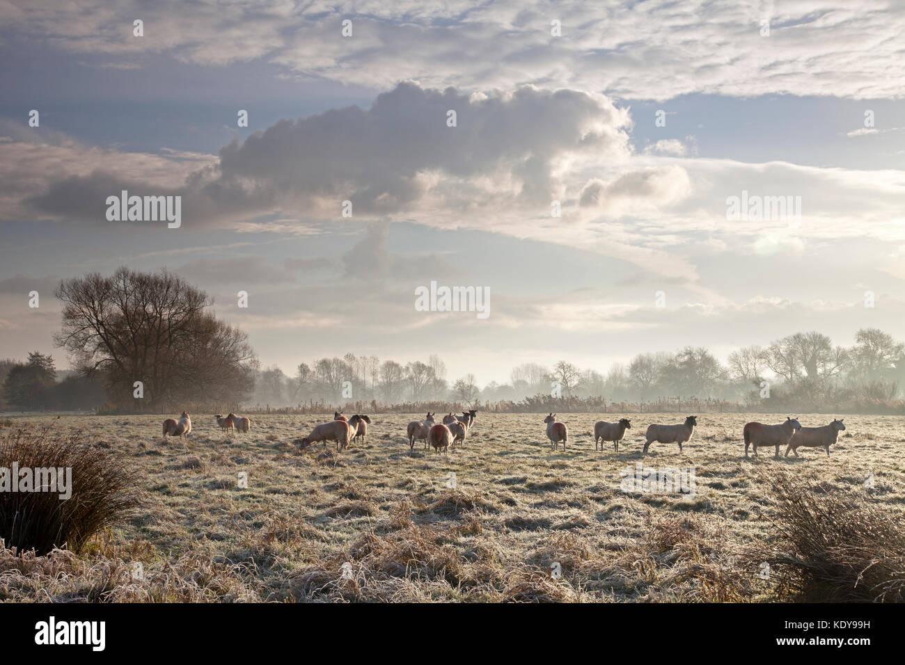 Sheep lit by early morning sunlight on a frosty morning in November. Stock Photo