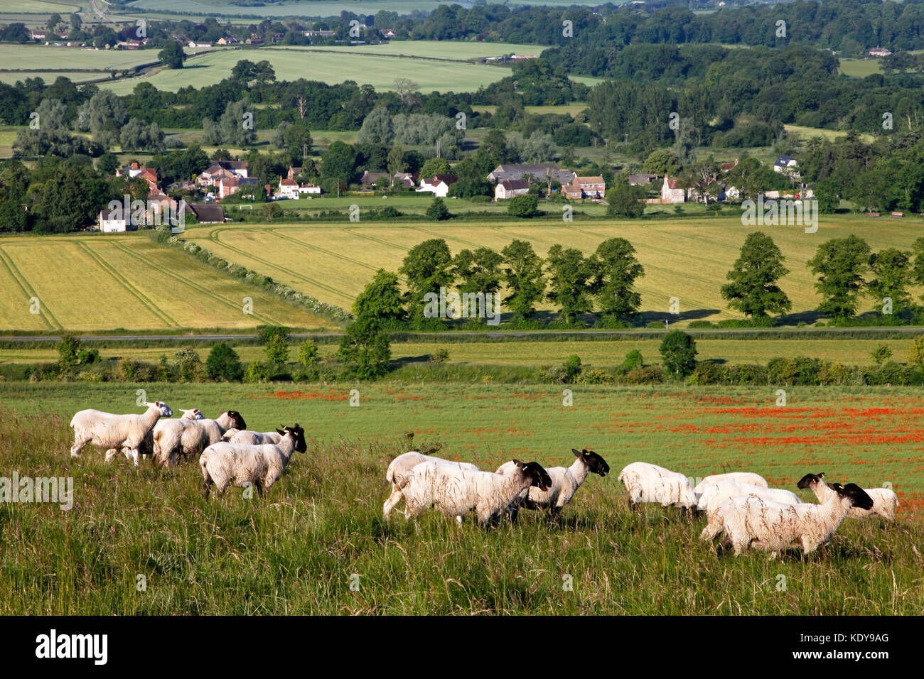 Rough grazing sheep hires stock photography and images Alamy