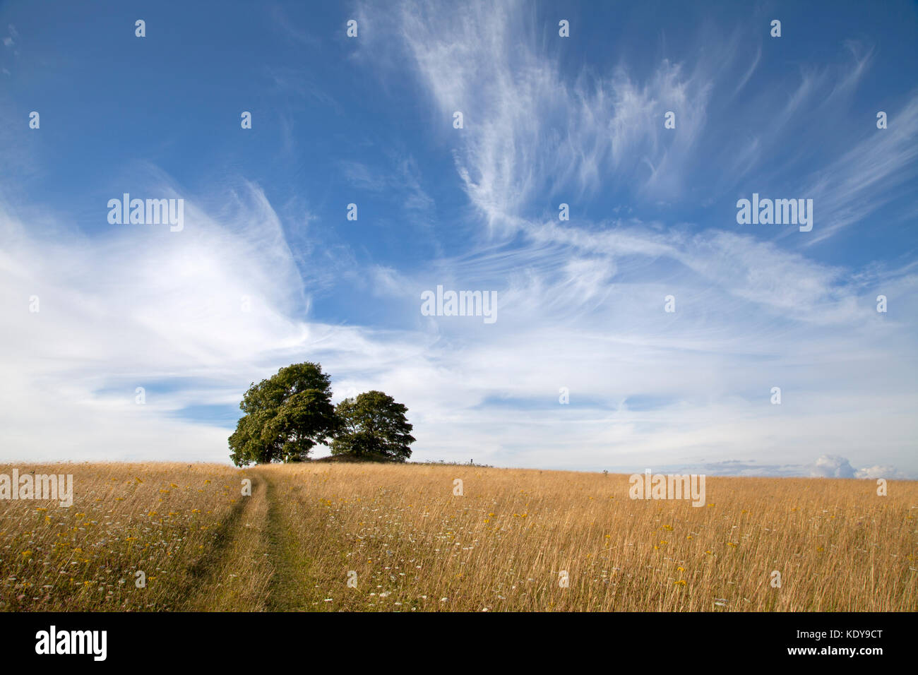 A clump of trees on the top of Middle Hill, near Warminster in Wiltshire. Stock Photo