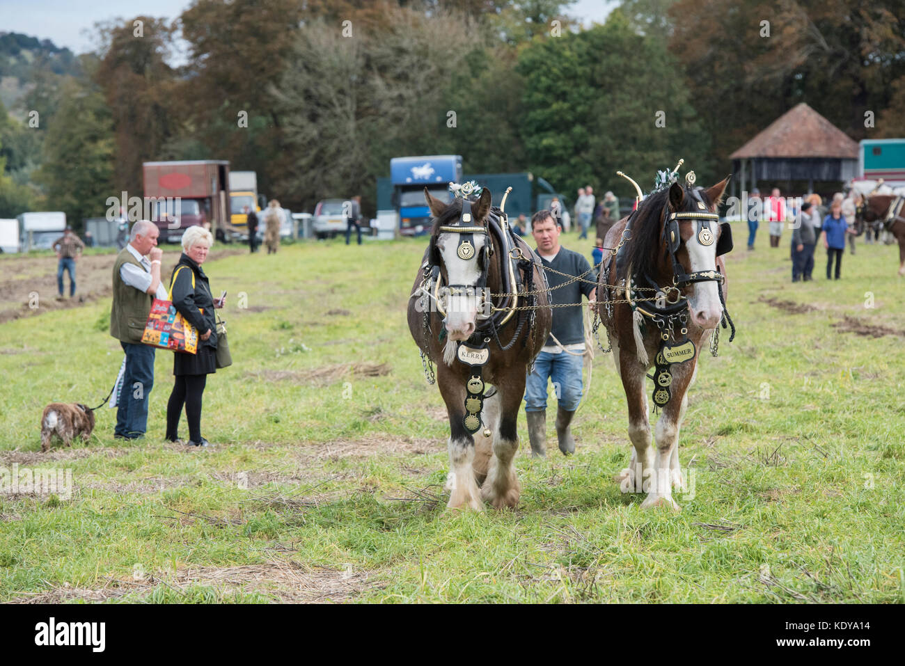 Shire horses at Weald and Downland open air museum, autumn countryside show, Singleton, Sussex Shire horses at Weald and Downland open air museum, autumn countryside show, Singleton, Sussex