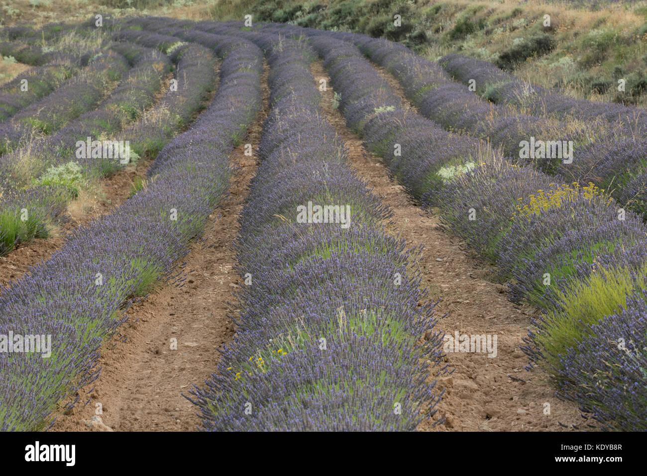 Lavender field, Moratalla,Murcia province, Spain Stock Photo