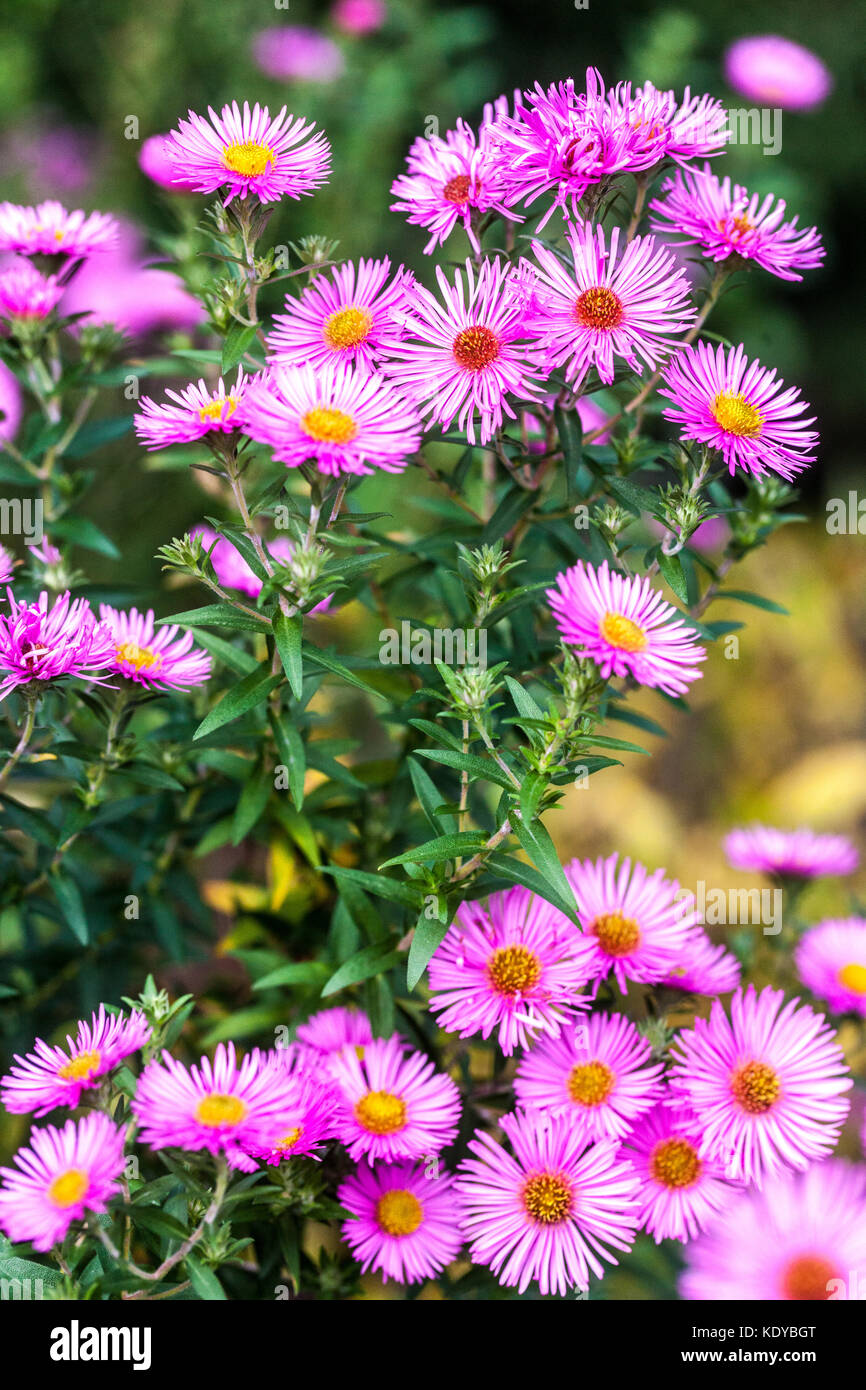Autumn New England aster flower plant, Pink Aster novae-angliae 'Rudelsburg' Michaelmas daisies Asters Stock Photo