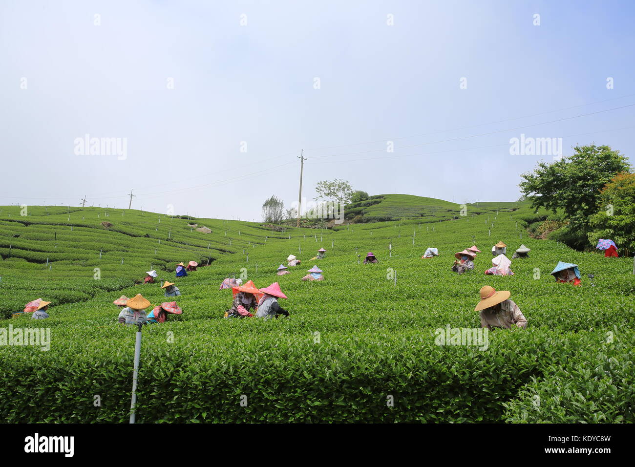worker collect the new tea leaves in tea field on Alishan range in Chiayi Stock Photo