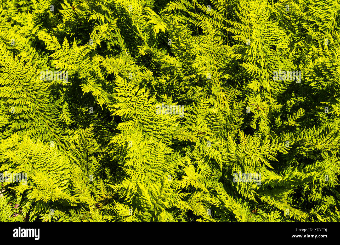 Swathe of fern fronds at Sissinghurst Gardens, Kent, UK Stock Photo