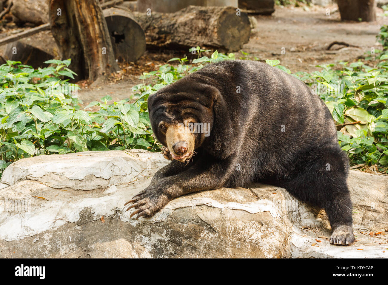 malayan sun bear honey bear helarctos malayanus Stock Photo Alamy