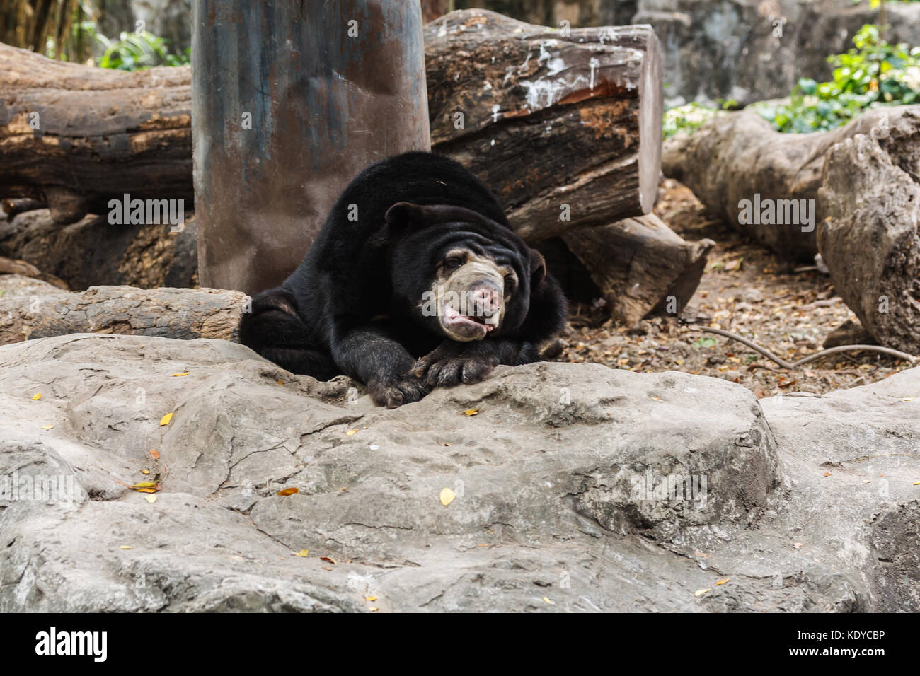 malayan sun bear honey bear helarctos malayanus Stock Photo Alamy