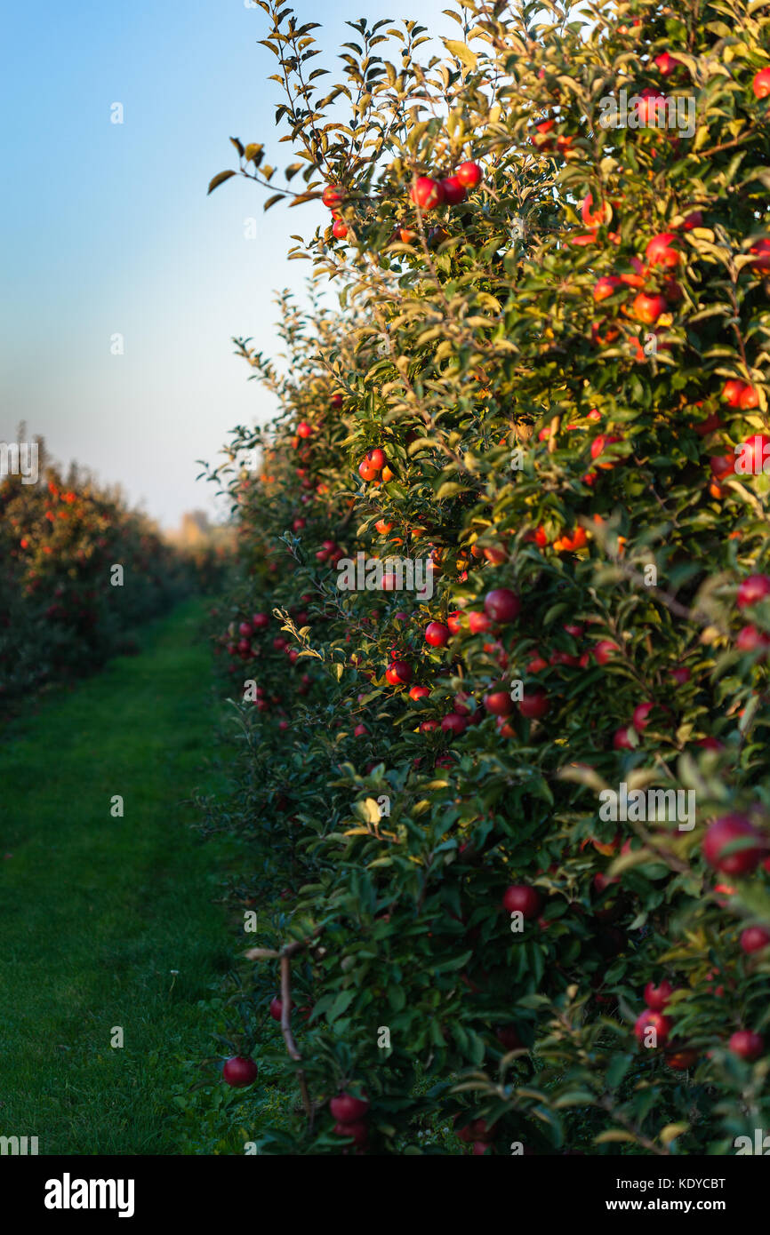 Apple orchard in poland ripe hi-res stock photography and images - Alamy