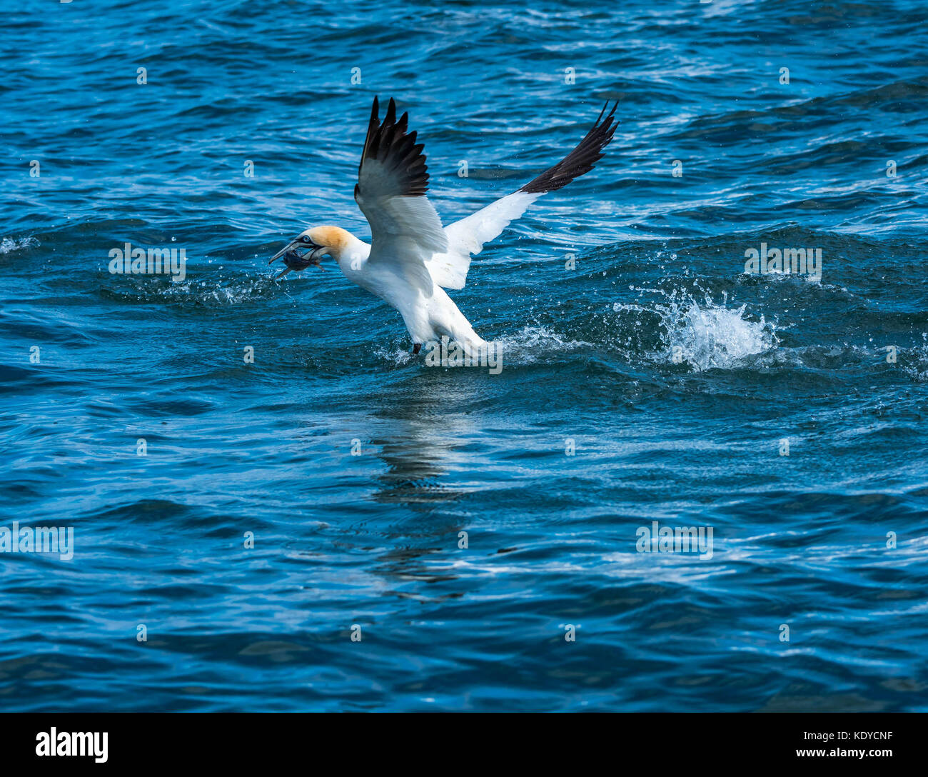 Gannet diving for fish Stock Photo