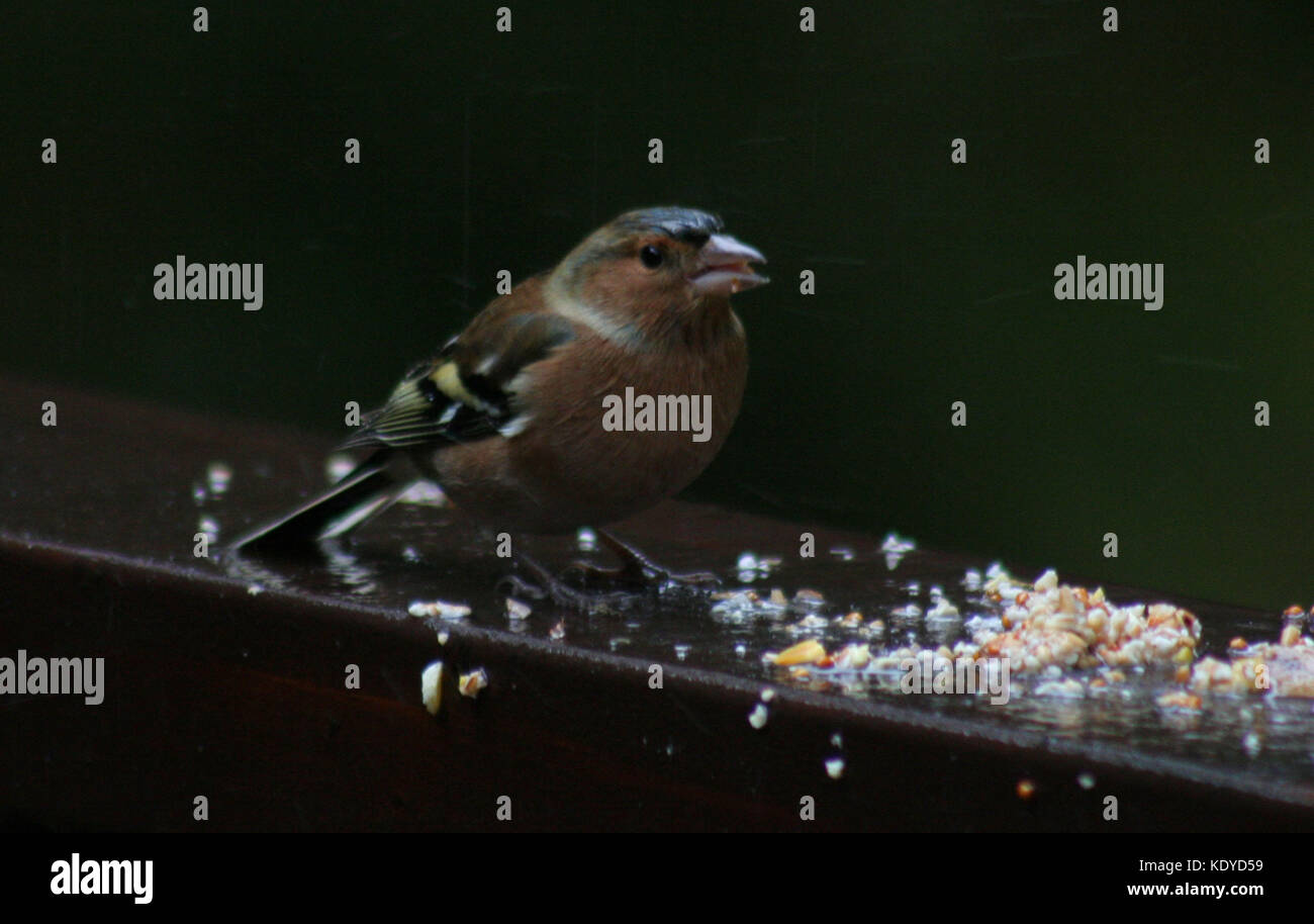 Chaffinch Feeding Stock Photo