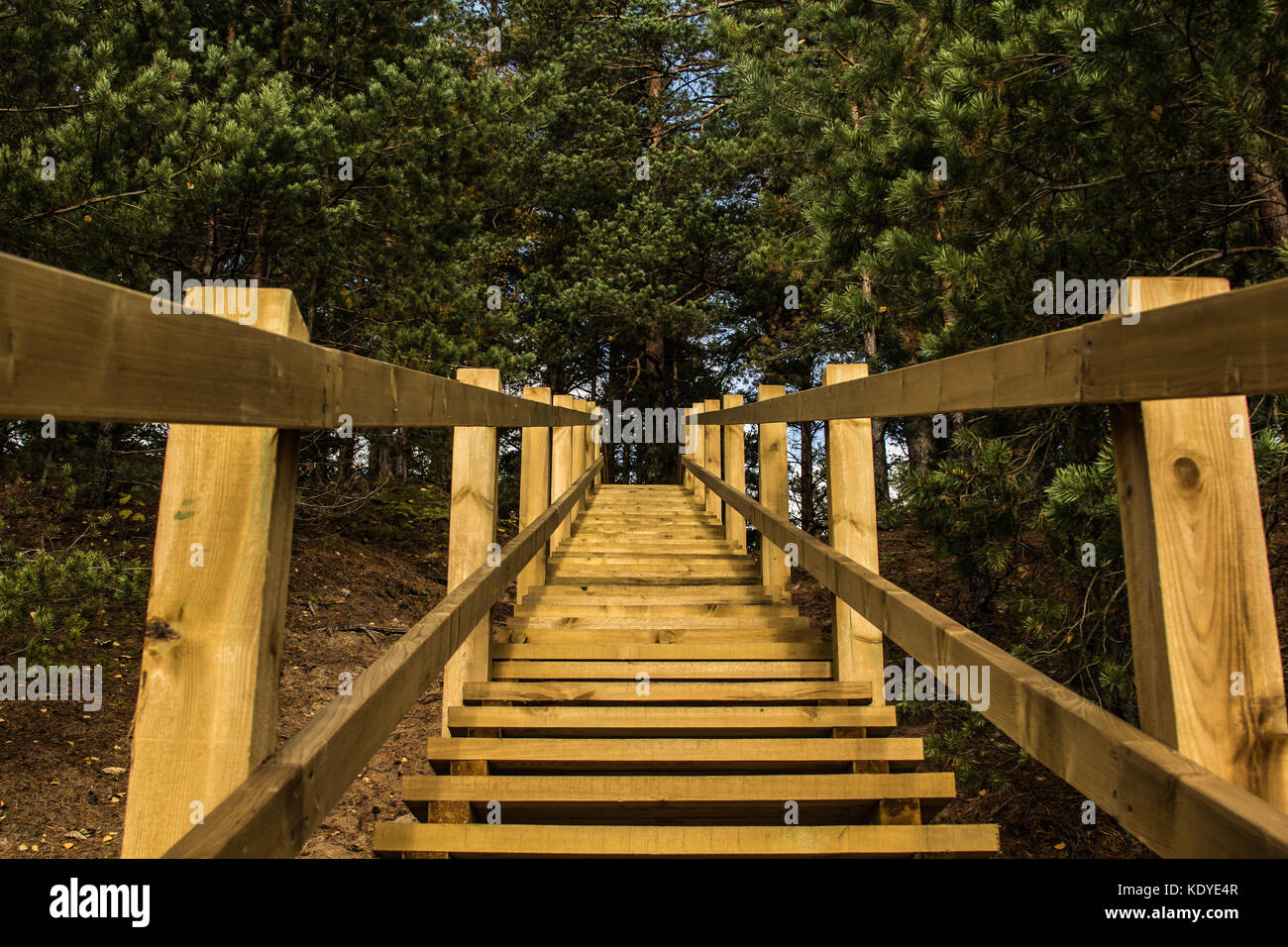 Wooden stairs to pine forest in Ogre Blue hills park, Latvia Stock Photo