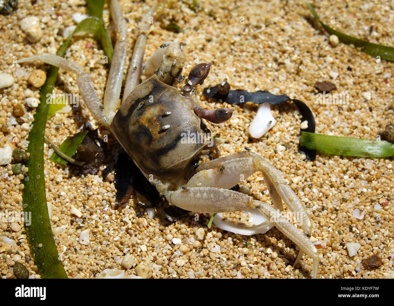 Crab wandering on Sunset Beach, Ishigakijima, Yaeyama Islands, Okinawa Prefecture, Japan Stock