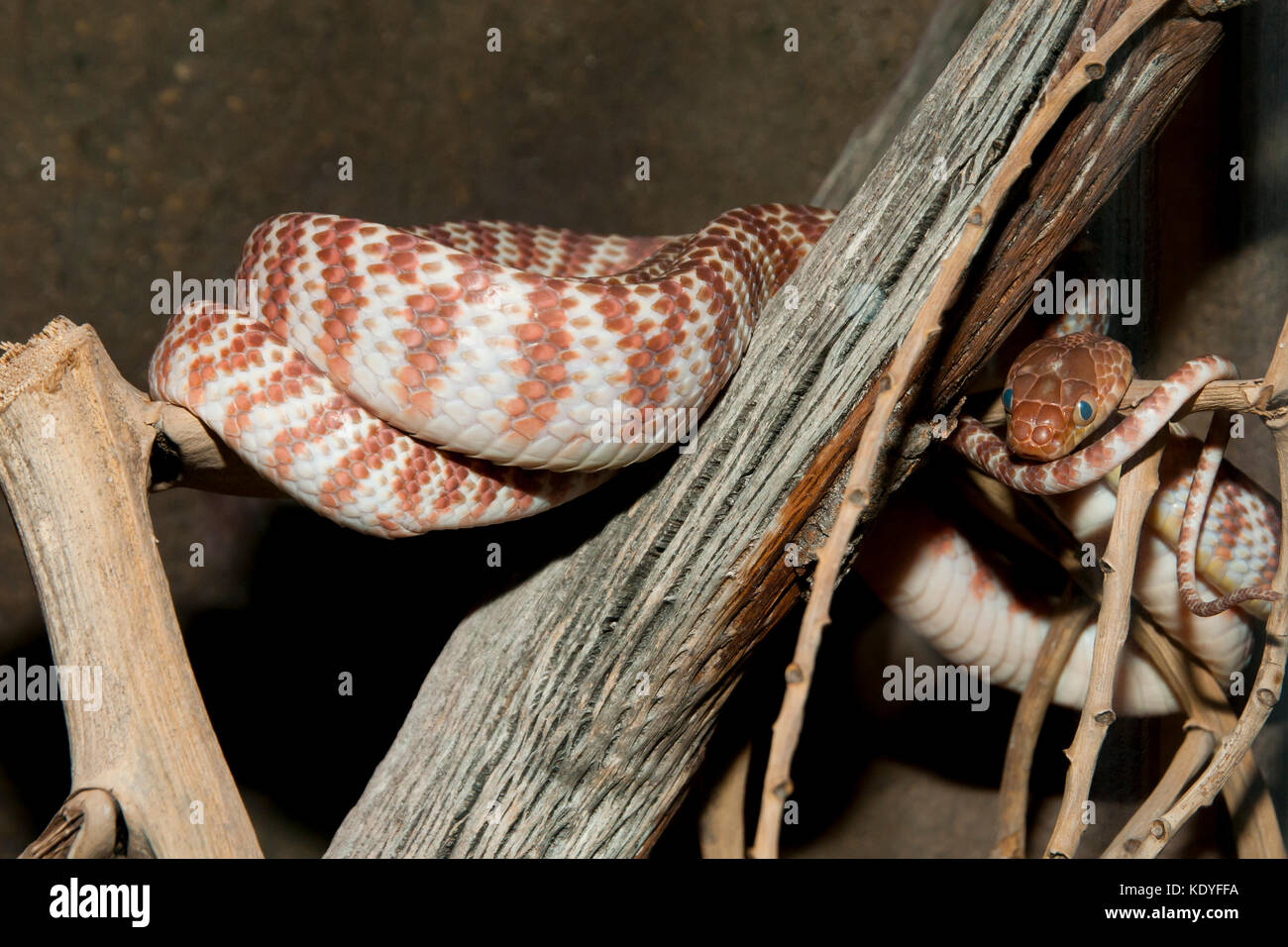 Brown Tree Snake Stock Photo