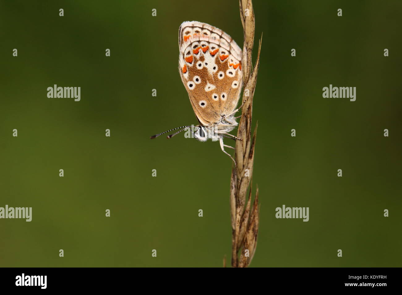 Roosting Brown Argus butterfly Stock Photo