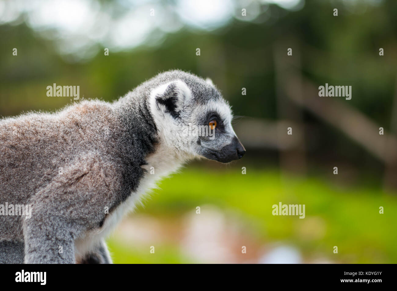 Lemur Around Stock Photo