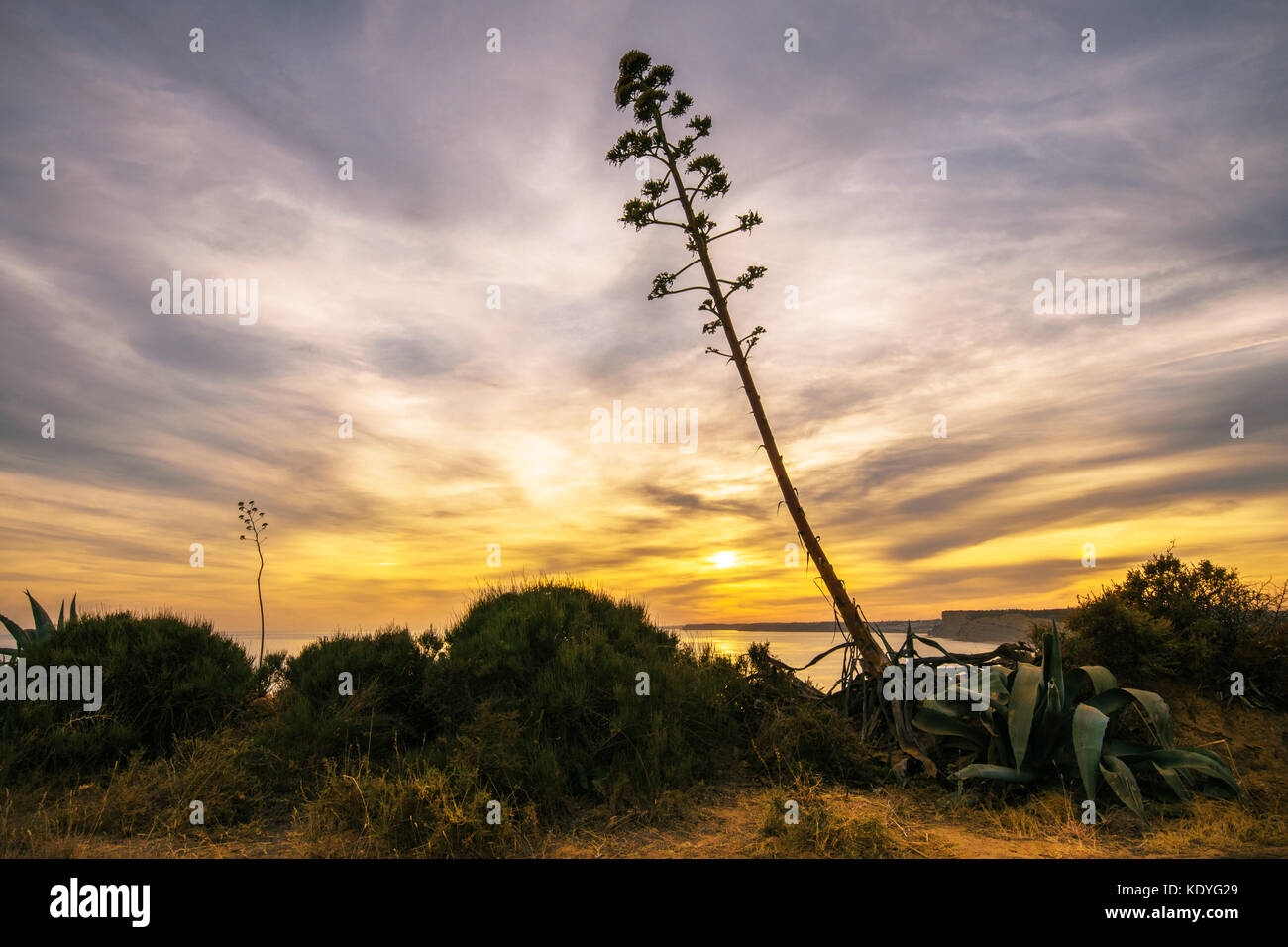 A tree is silhouetted against a setting sun in the Algarve, Portugal Stock Photo