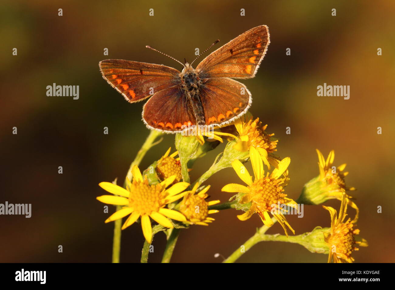Male Brown Argus butterfly Stock Photo