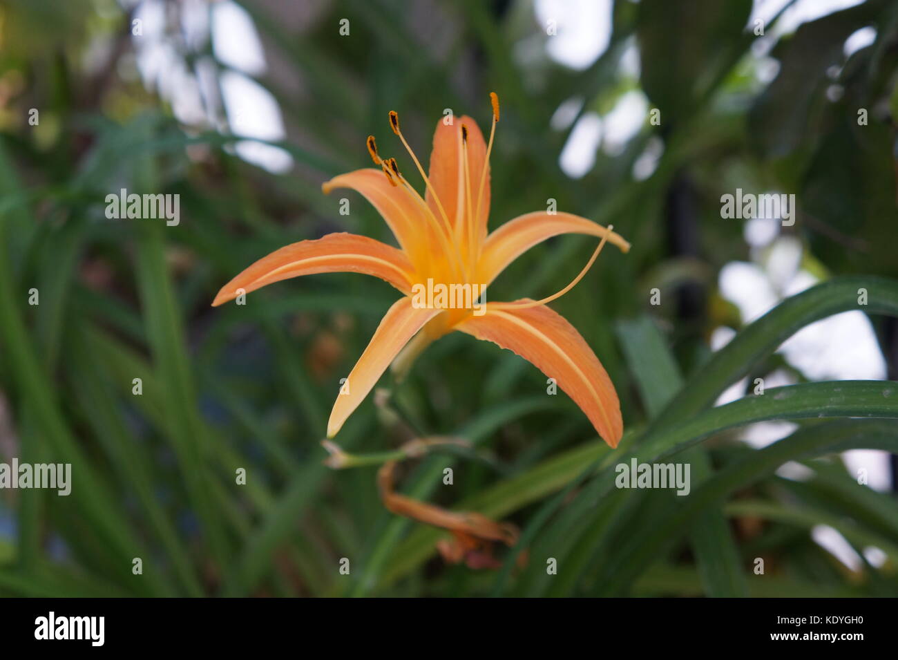 A fresh Lili Flower Stock Photo Alamy