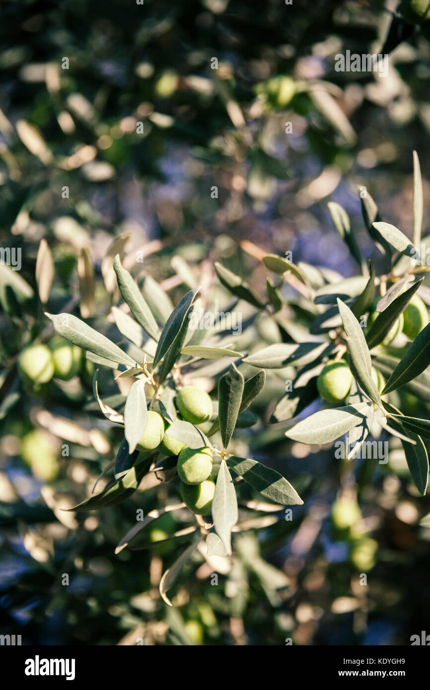 one olive tree in Greece Stock Photo Alamy