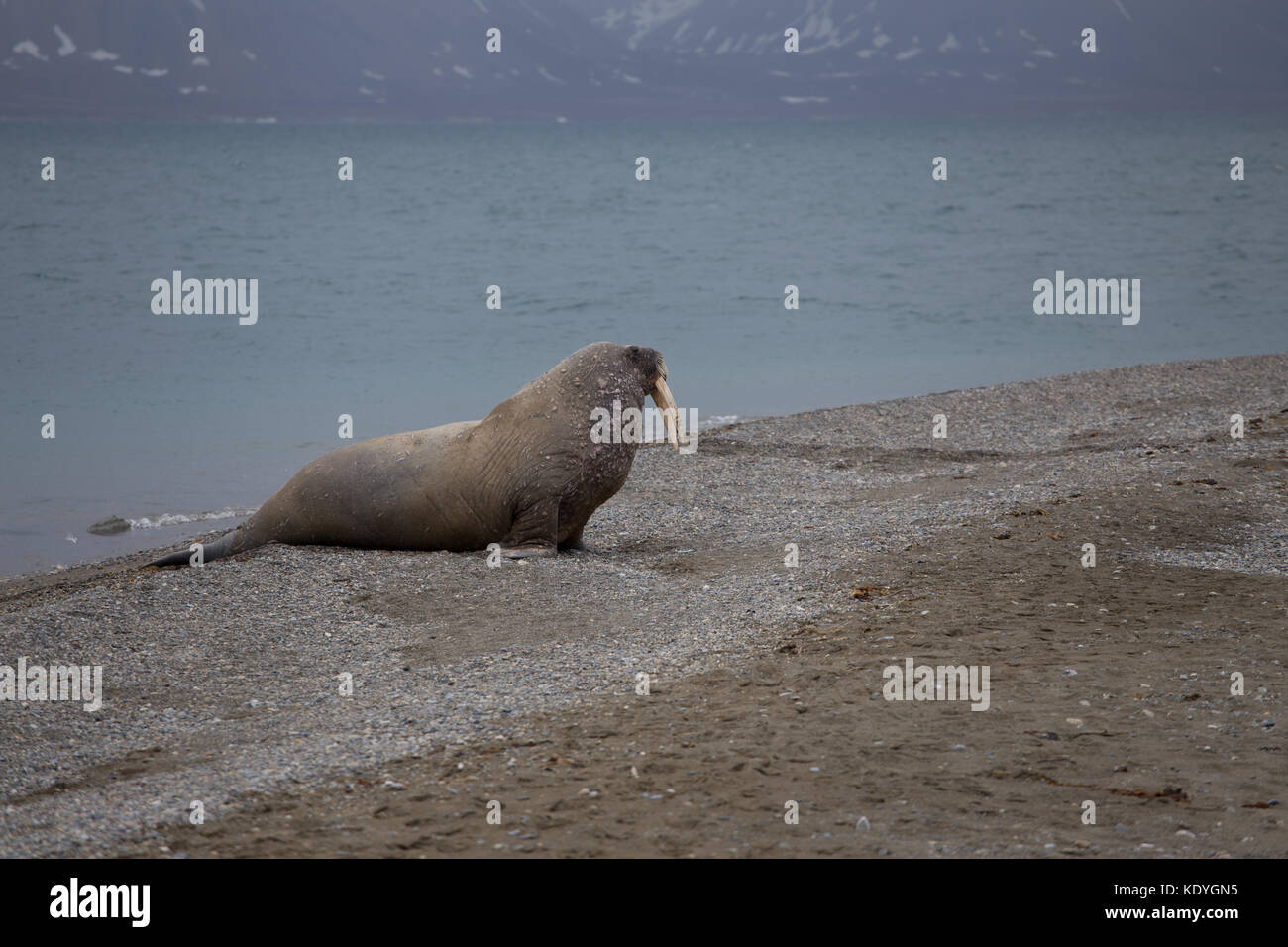 Male walrus coming out of the sea (Arctic Ocean) onto the beach on Spitsbergen, Svalbard Stock Photo