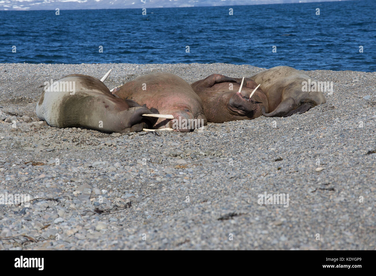 Four male walruses 'hauled-out' on the beach in Spitsbergen, Svalbard. Stock Photo