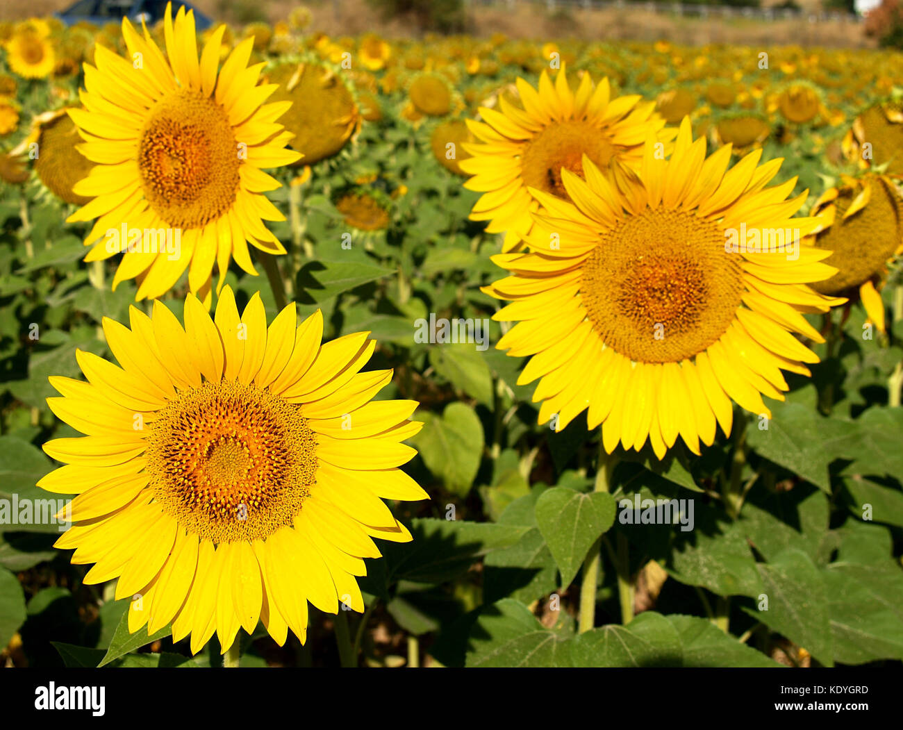 sunflowers in the field Stock Photo - Alamy