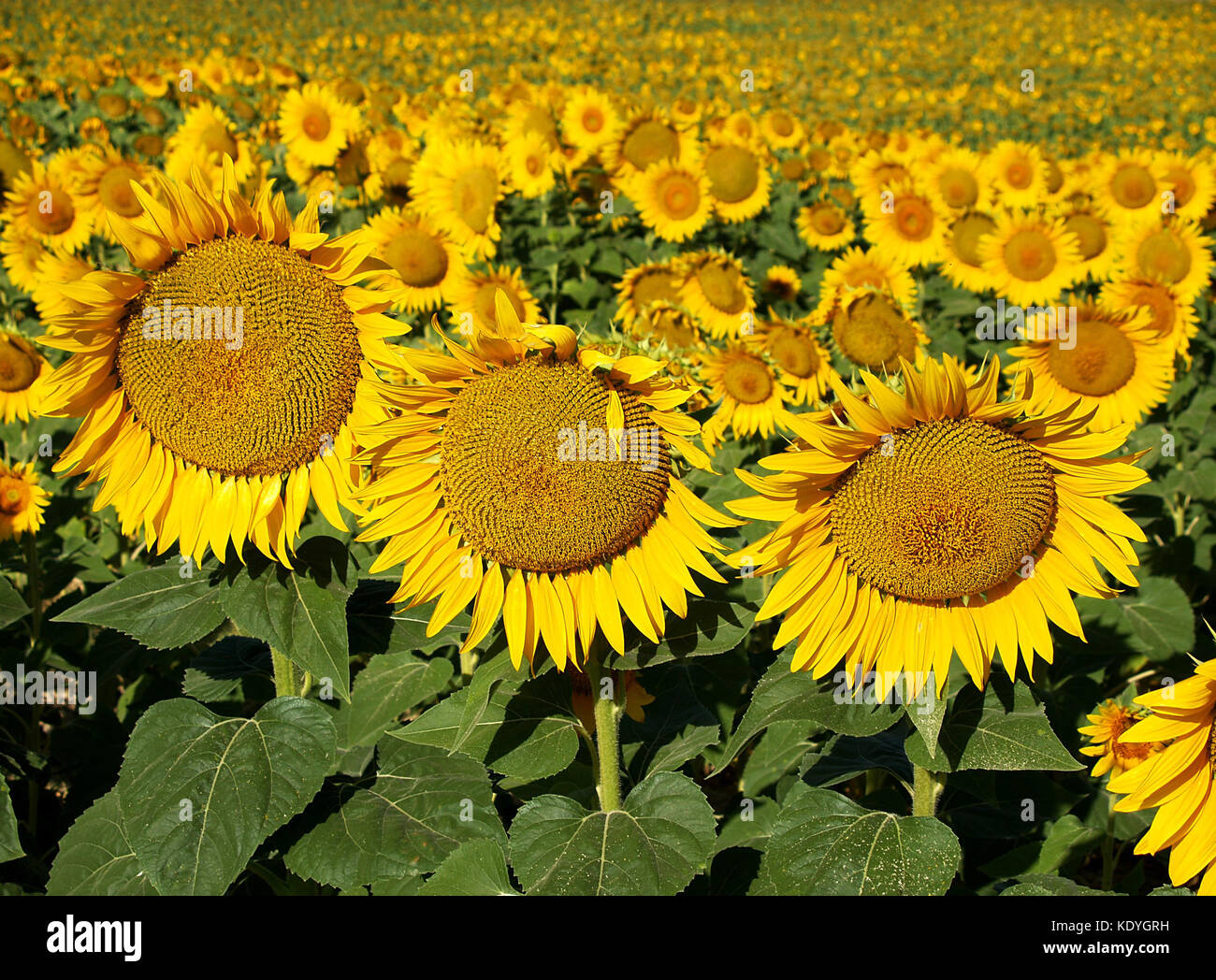 sunflowers in the field Stock Photo - Alamy