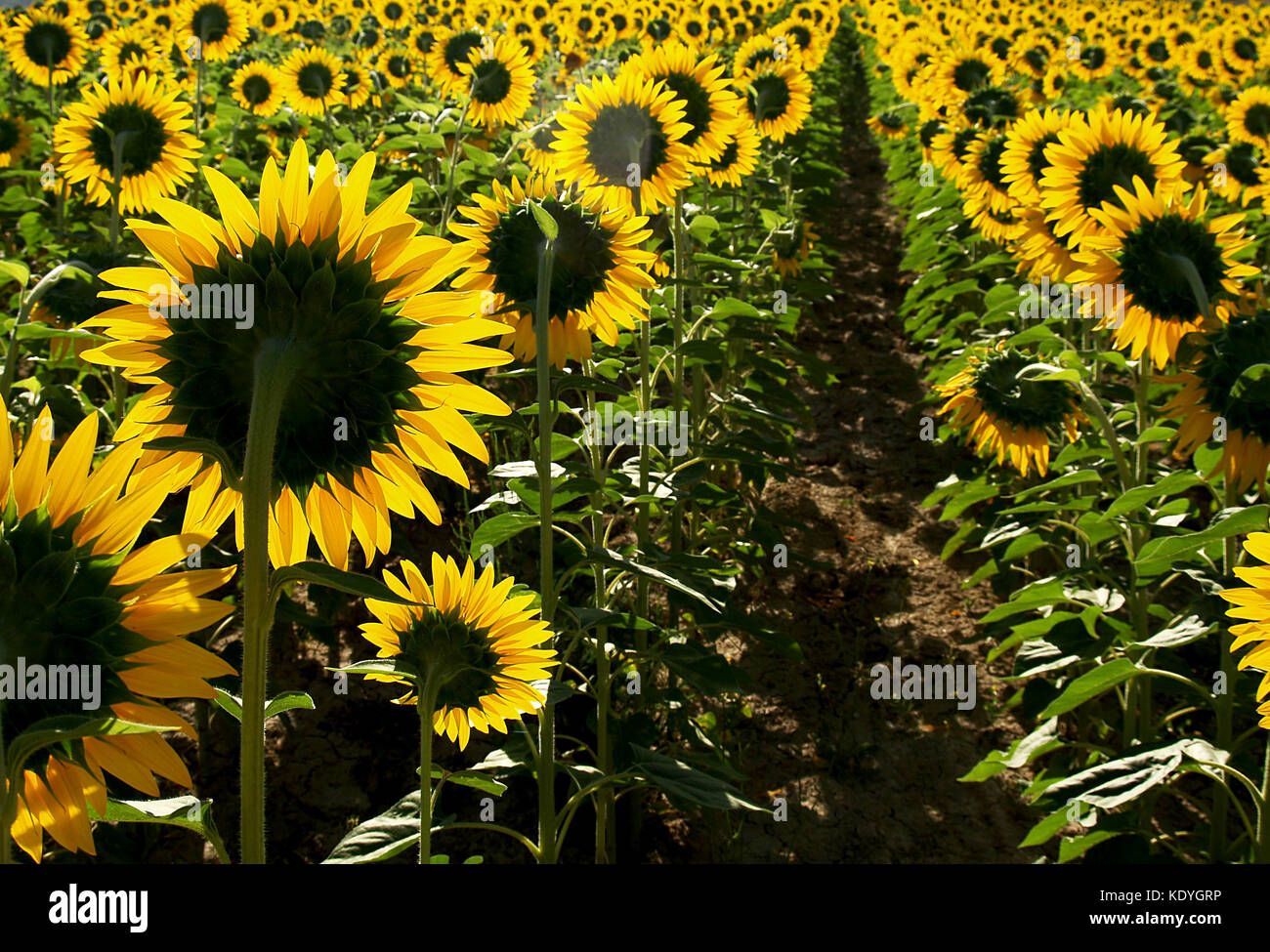 sunflowers in the field Stock Photo - Alamy