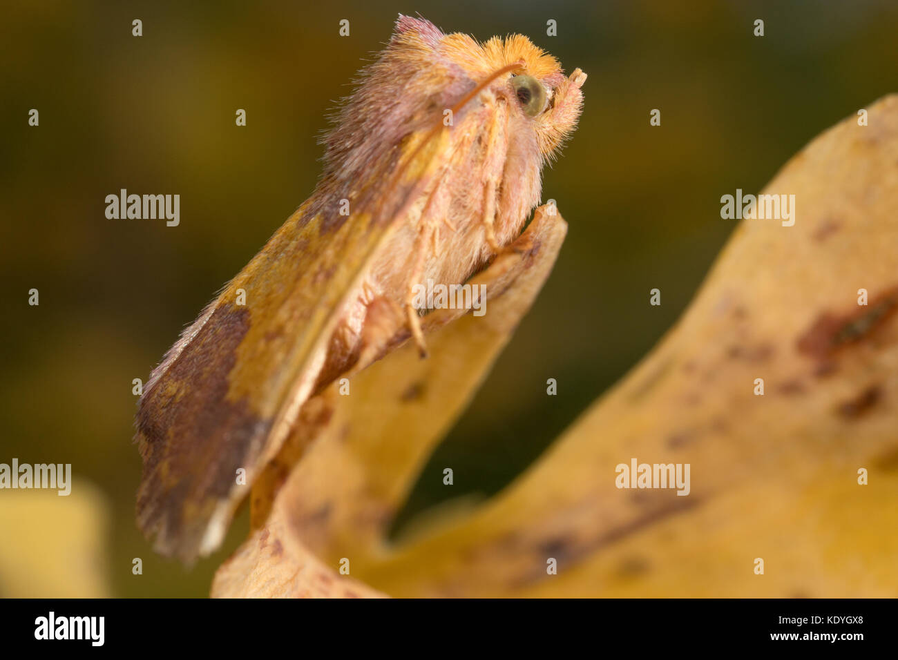 barred sallow moth in British garden Stock Photo