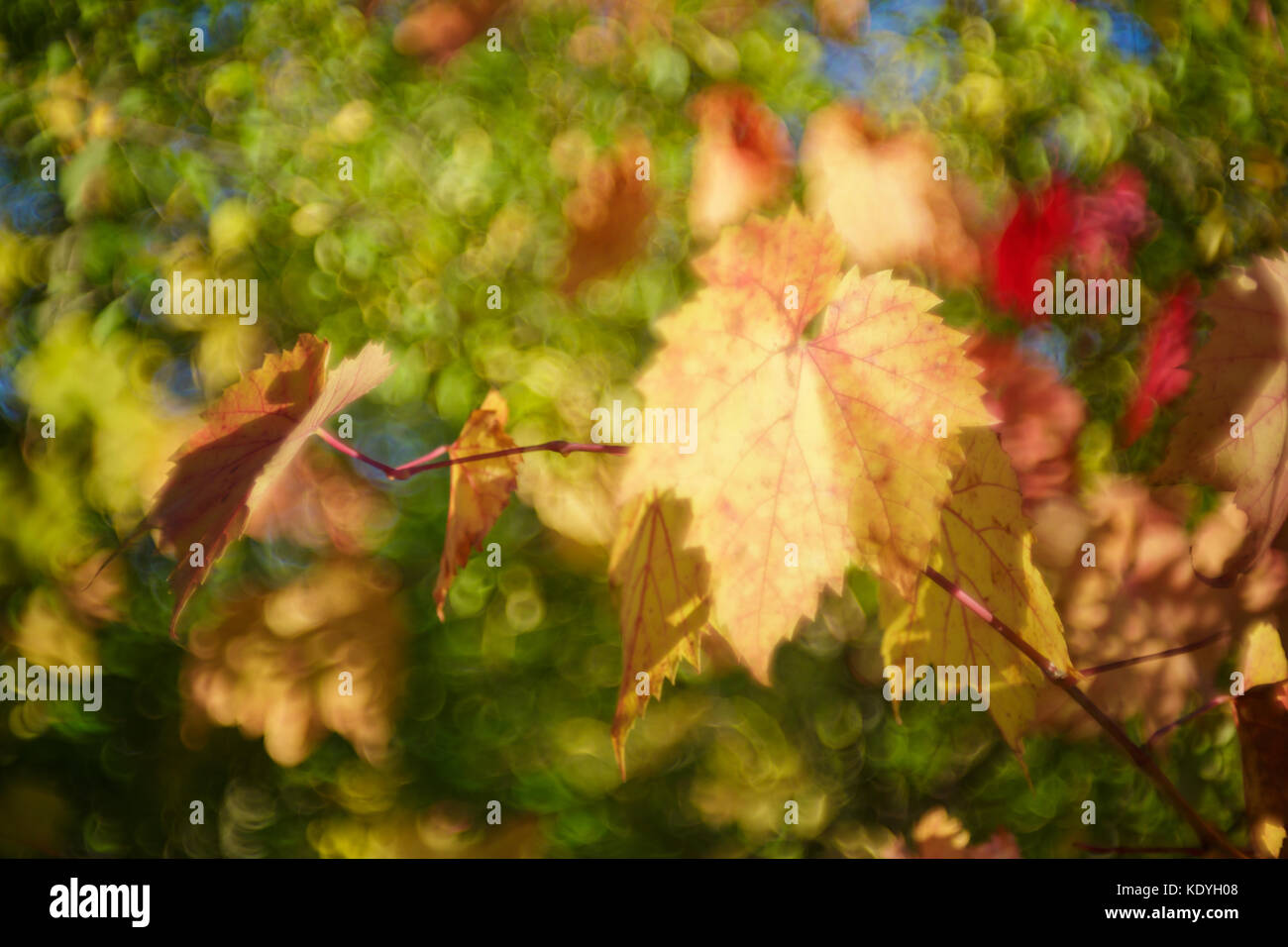 Autumn bokeh. Stock Photo
