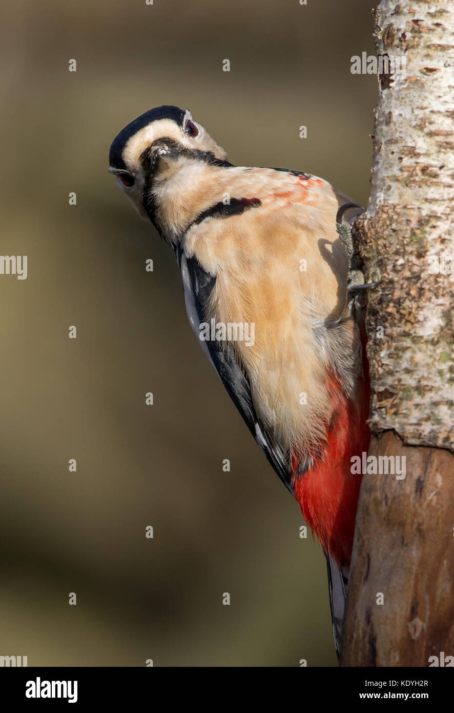 Detailed front view close up of UK great spotted woodpecker (Dendrocopos major) isolated in wild, clinging to silver birch tree trunk, staring forward. Stock Photo