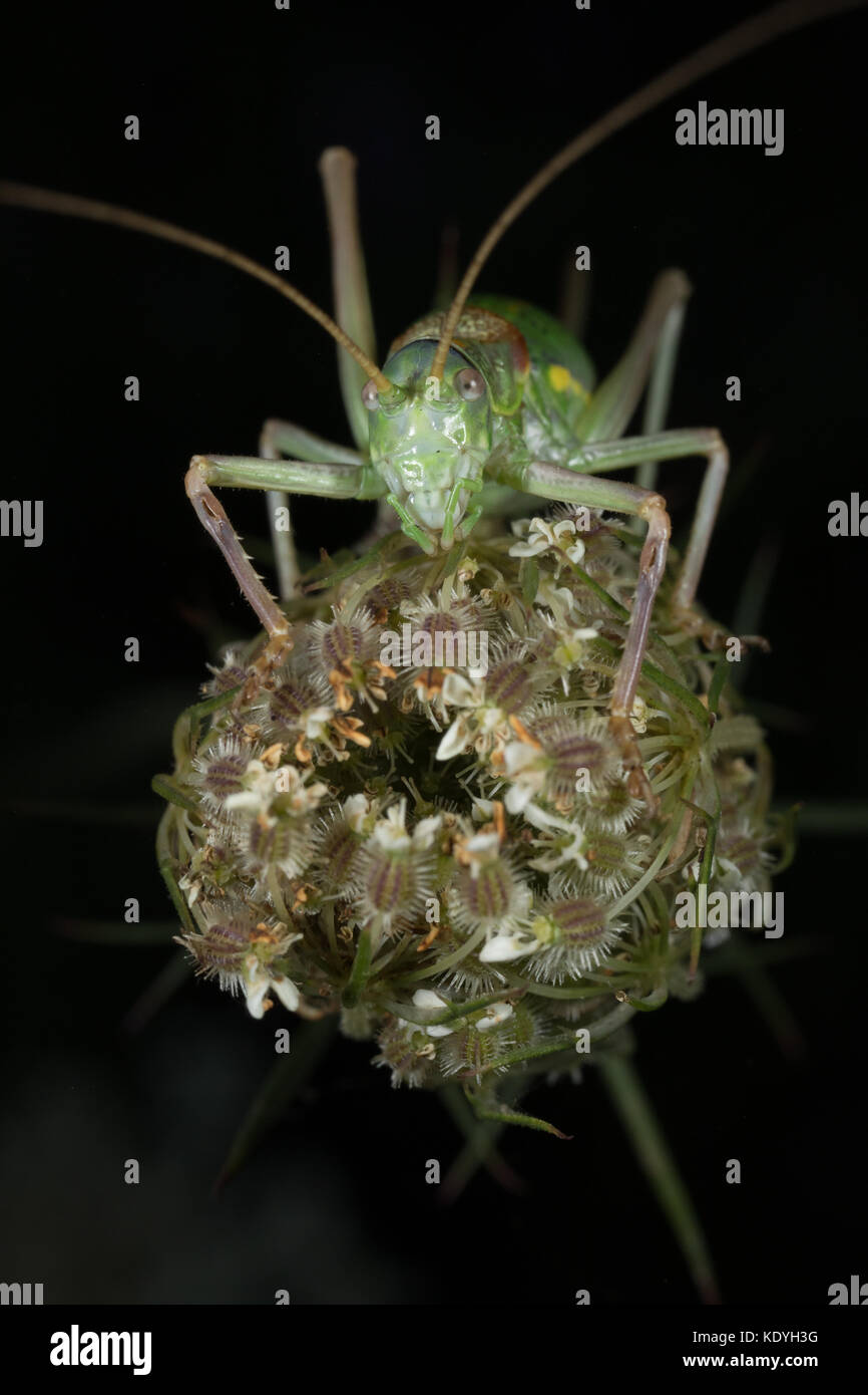 Saddle-backed bush cricket sitting on a flower head in Picos de Europa, Spain Stock Photo