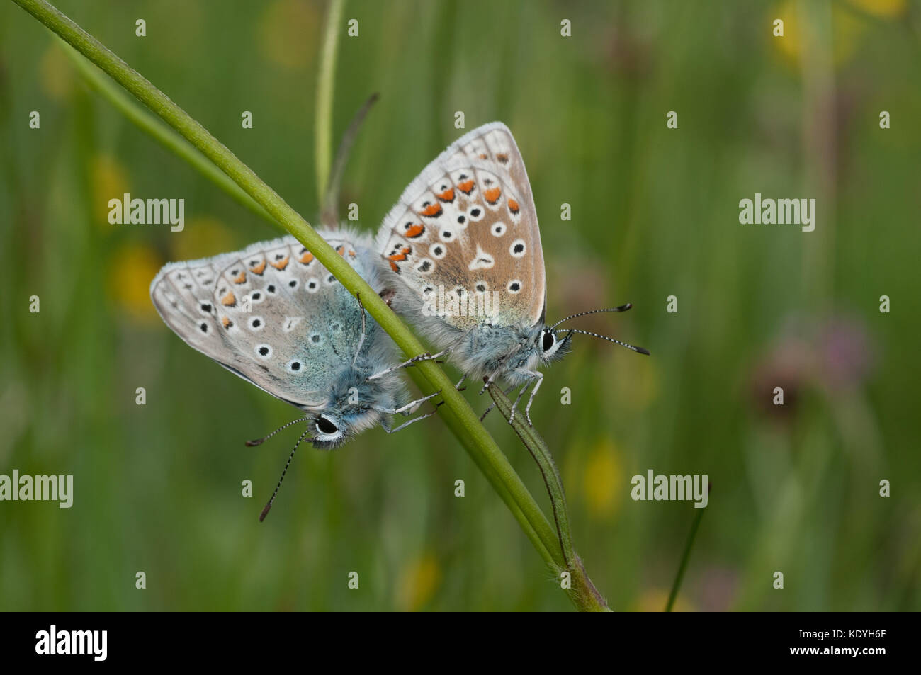 Common blue butterflies mating, once a common species this is now a