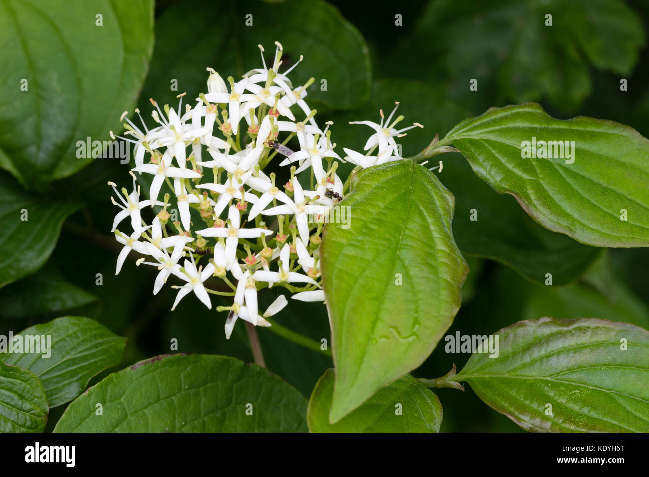 Clustered white flowers of the June flowering UK native hedgerow shrub, Cornus sanguinea Stock Photo