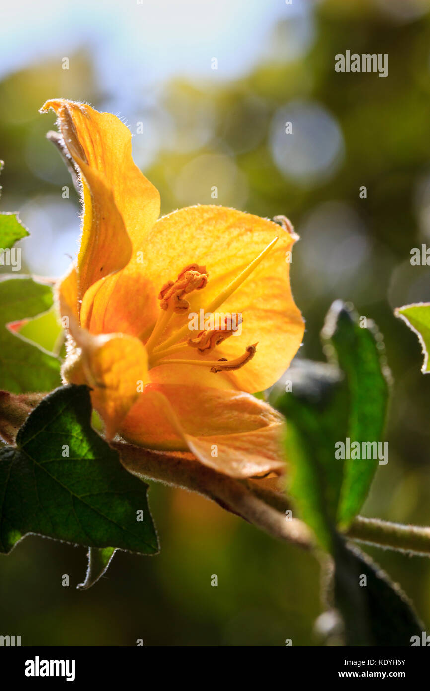 Single summer flower of the half-hardy shrub, Fremontodendron 'California Glory' Stock Photo