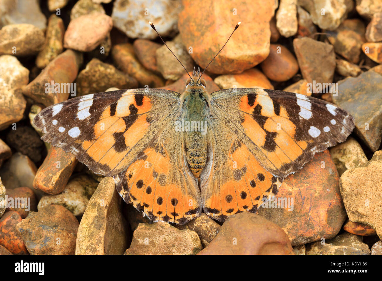 UK migrant painted lady butterfly, Vanessa cardui, camouflaged against a backdrop of pebbles Stock Photo