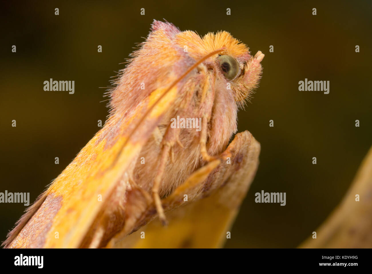 barred sallow moth in British garden Stock Photo