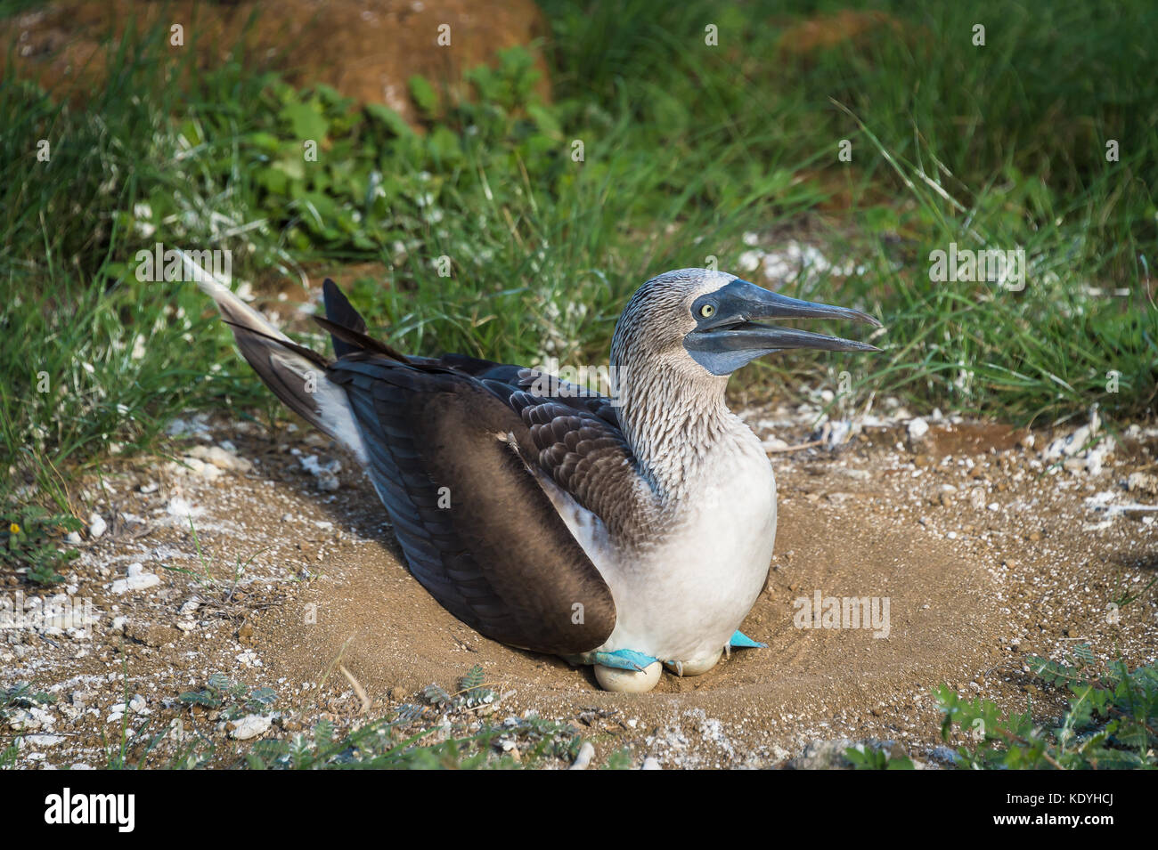 Blue footed booby on eggs hi-res stock photography and images - Alamy