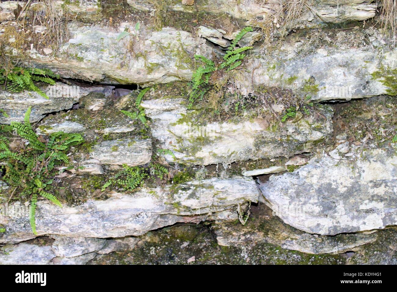 background of ancient stone wall with ivy Stock Photo - Alamy