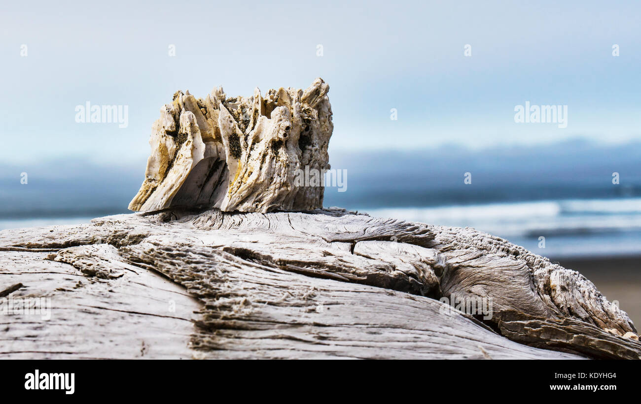 Castle on the hill, barnacle beach sculpture, Kalaloch Beach in Olympic National Park, Washington.  Beaches in the Kalaloch area of Olympic National P Stock Photo