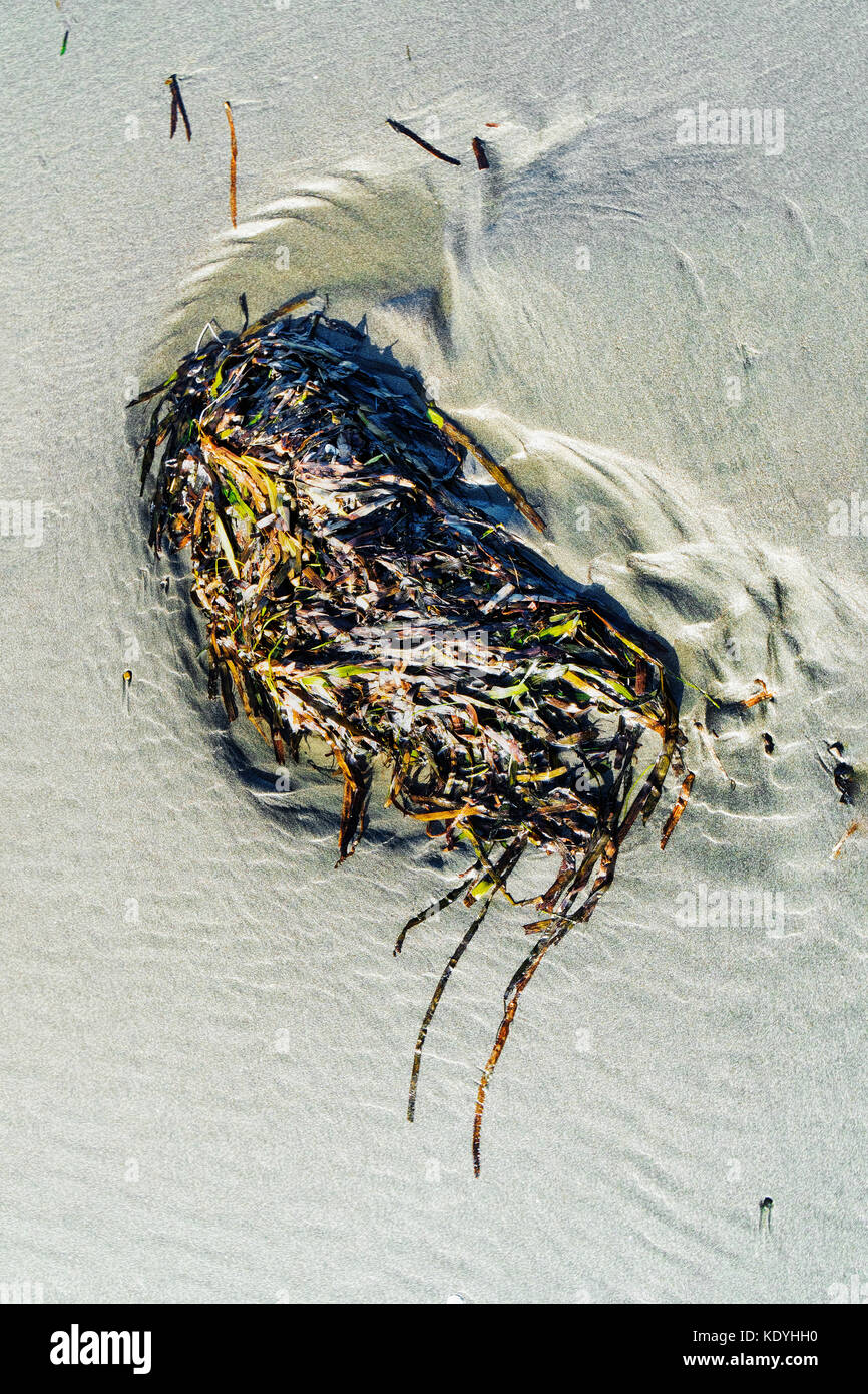 Imagination shapes Kelp that washes ashore along Grayland Beach, Washington.  Grayland Beach Stae Park. Stock Photo