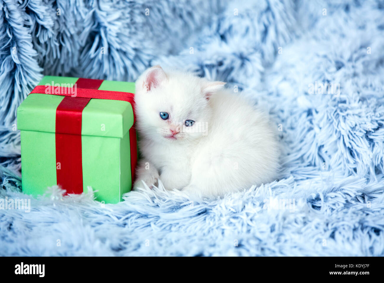 Cute little kitten lies near the gift box on fluffy blanket Stock Photo -  Alamy