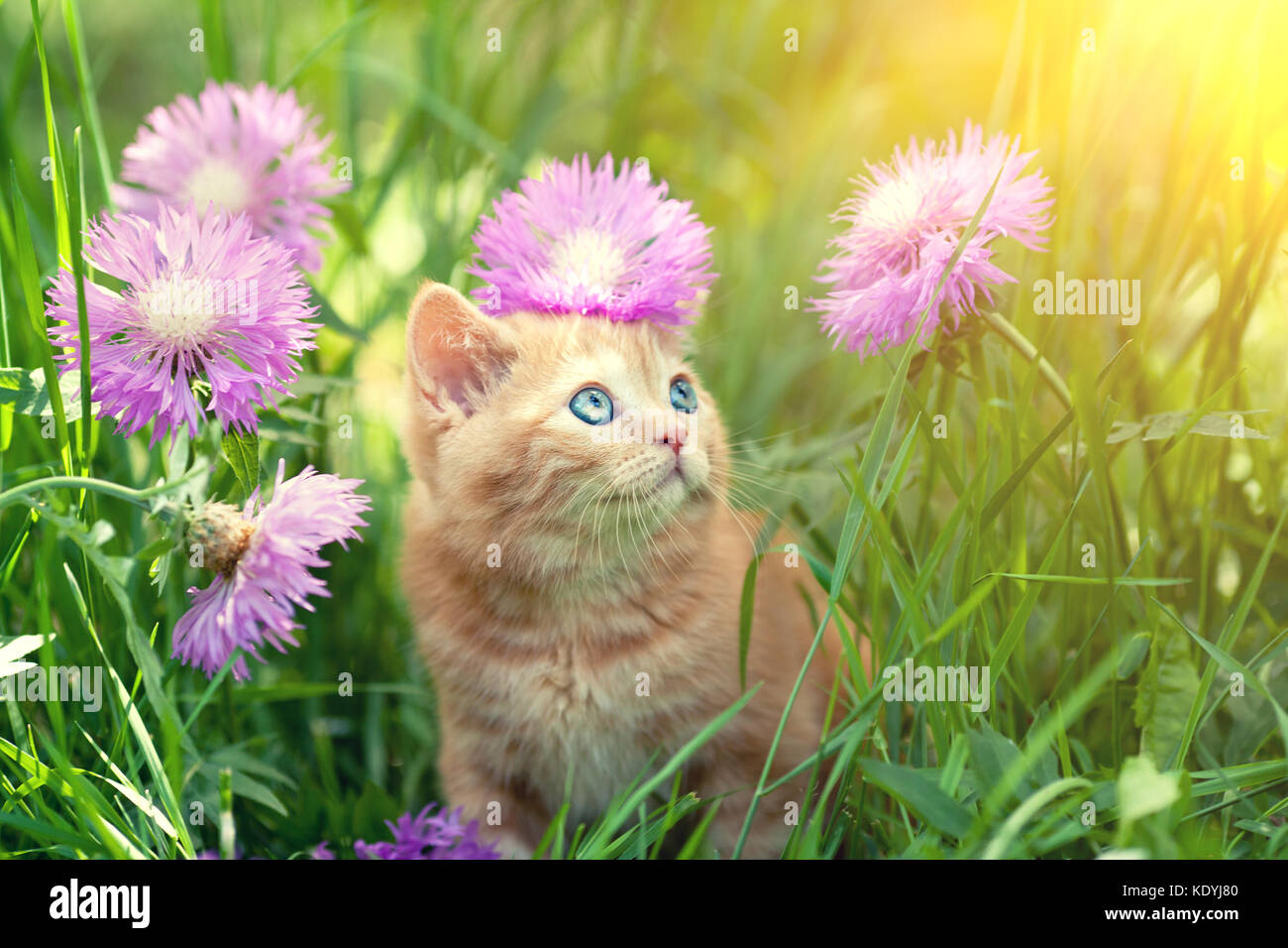 Cute little red kitten walks on the floral lawn Stock Photo - Alamy