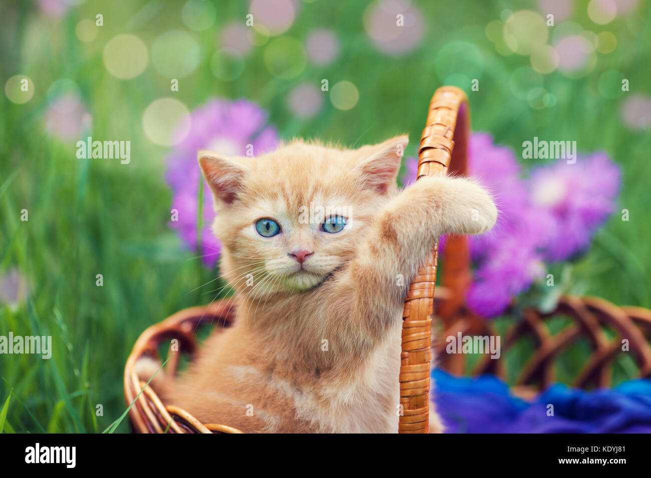Cute little red kitten sitting in a basket on the flower lawn Stock ...